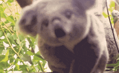 ezgif.com crop 7