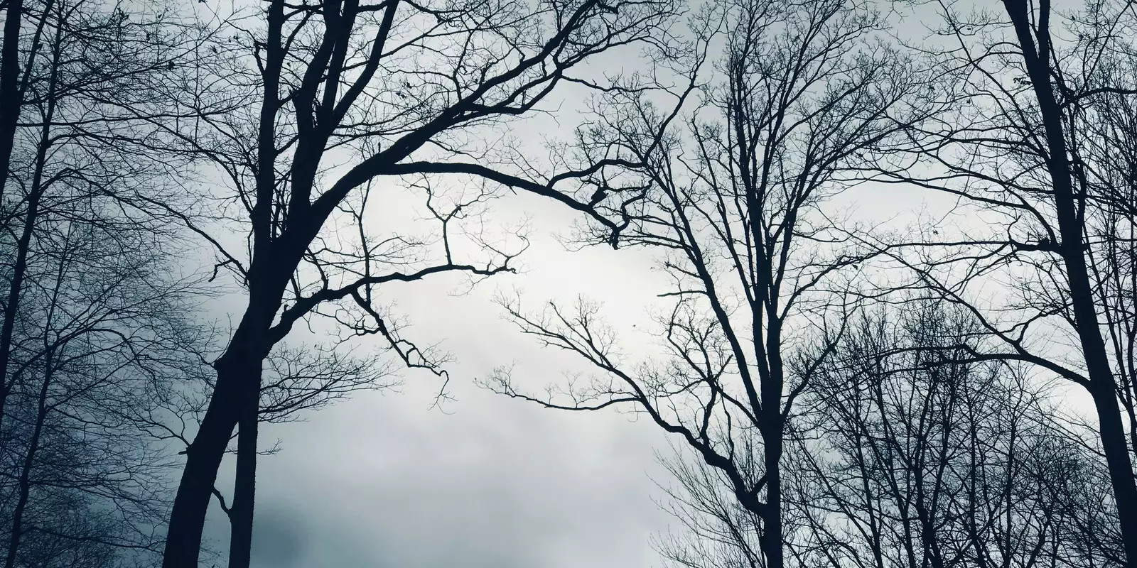 A forest in winter